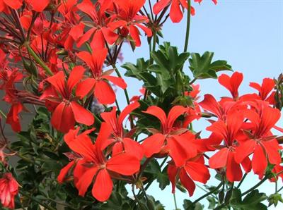 Pelargonium Peltatum